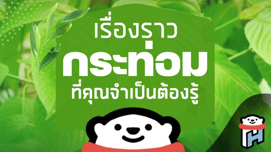 เรื่องราว กระท่อม ที่คุณต้องรู้